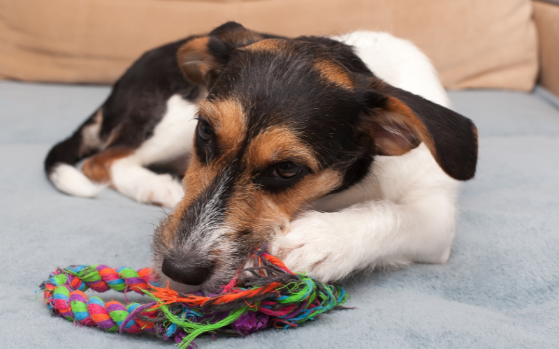 How Often Should I Replace My Dog’s Toys