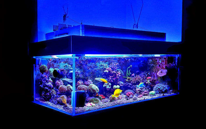 Are These Top-Rated Fish Tanks Worth the Investment? Here’s What You Need to Know