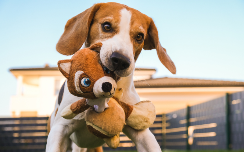 Are These Toys Safe for Aggressive Chewers?