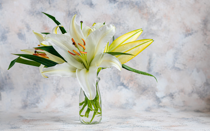 Lilies Elegant Blooms for Every Occasion