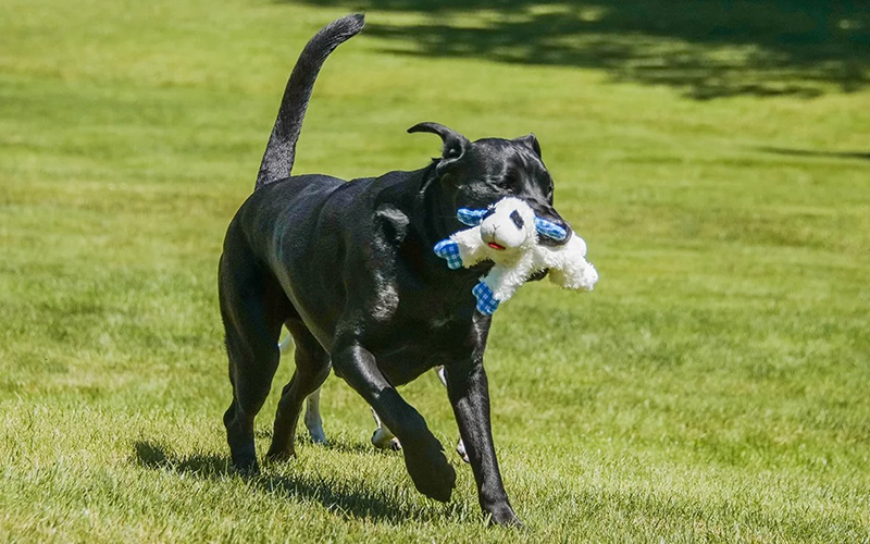 Multipet Medium Lamb Chop Dog Toy