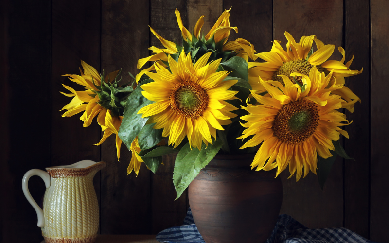 Sunflowers Bold Blooms